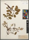 Foto von Salix reticulata L.